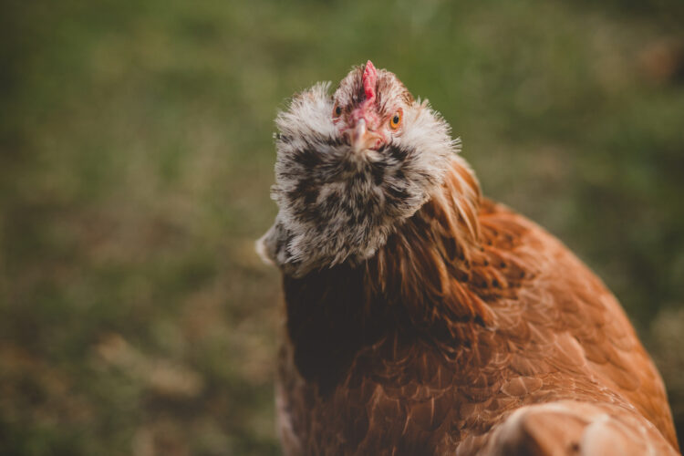 Chickens in Permaculture